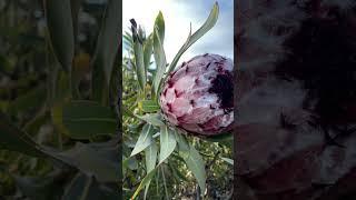 Protea Family flower harvest