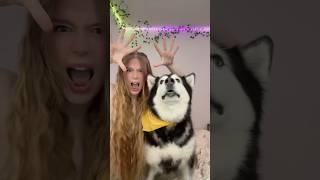 Mishka enjoys having a lil boogie Ps. She’s not a husky ️#alaskanmalamute #dog #dance