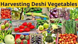 Biggest Harvesting Of Organic Desi Winter Vegetables From My Terrace Vegetable Garden In 2023