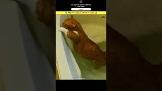 Why are cats so afraid of water  #shorts #facts