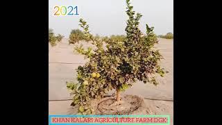 Demo  KHAN KALARI AGRICULTURE FARM DGK 2018. to 2021 offical video