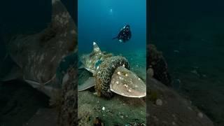 Rescuing a shark trapped in a tire and ocean trash