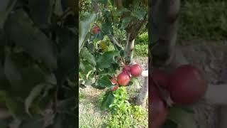 Gala Val on seedling #fruit_trees #fruit #garden #gala