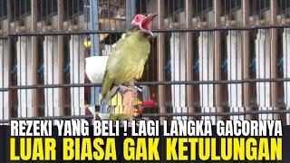 REZEKI YANG BELI BURUNG INI SAMPE GACOR DOR GITU ! PANTES JADI INCARAN BANYAK ORANG