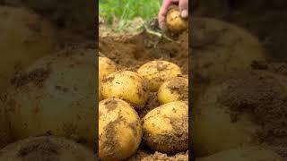 Harvesting potatoes in the home garden