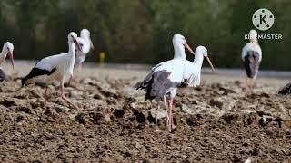 White Stork(Ciconia ciconia)