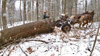 Gotta Protect That Outhouse!!! / More Big Pine / Draft Horse Logging