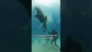 The grateful shark #animals #cute #shorts