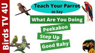 Teach Your Parrot to Say What Are You Doing * Peekaboo * Step Up * Good Baby [ Talking Bird ]