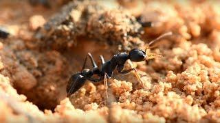 BLACK BULL ANTS - Myrmecia pilosula