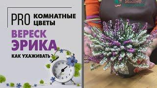 Вереск Эрика - почему его так зовут? Верески, цветущие весной и летом.