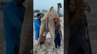 Camels milk #desert #Village life #morning routine #india #viral