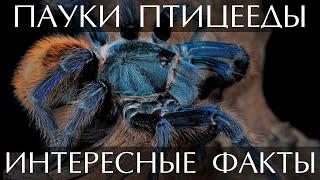 Пауки Птицееды - интересные факты