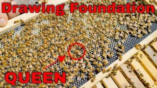 What Your New Bees Need! - NUC Follow Along Ep. 2 - Drawing Foundation