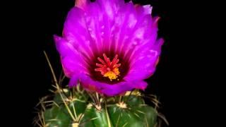 Mesmerizing time lapse featuring blooming flowers