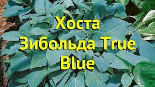 Хоста зибольда Тру Блю. Краткий обзор, описание характеристик hosta sieboldiana True Blue