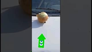 onion 1 kg / лук 1 кг / Пиёз 1кг / piyoz 1 kg