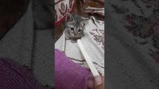 Funny Pussy Cat Video/My First Shorts Video