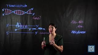 Transcripción en células eucariotas