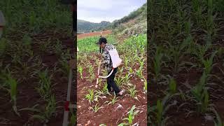 portable crop fertilizer tool efficient farming made easy #shorts