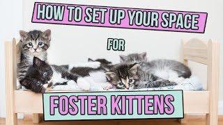 How to Set Up Space for Foster Kittens