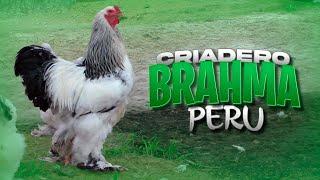 Visitamos el CRIADERO de Gallos BRAHMA "Patas Libres" | Características de los BRAHMAS  