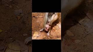 Cr-ying for Milk !! Lily and Leo. #rainbowmonkey #libby #shorts #monkeys #Leomonkey