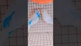 budgies beauty#birds #ytshorts #shorts #trendingshorts 