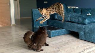 EPIC BATTLE OF THE MAINE COON AND SERVAL / Bobcat Rufus taught Luna bad things