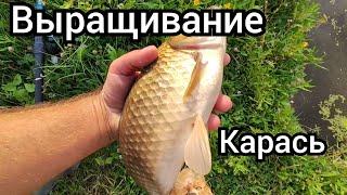 Выращивание КАРАСЯ! Садовый пруд на участке даче своими руками для разведения рыбы выращивание раков