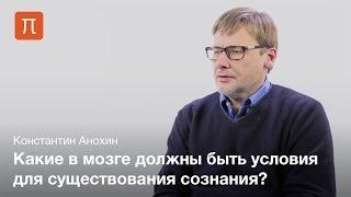 Проблема сознания и мозга — Константин Анохин