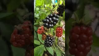 Garten Brombeeren blackberry #blackberry #Brombeere #früchte #garden #sweet #follow #like #bln #030