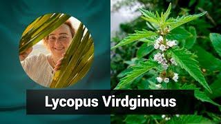 Разбор препарата ЛИКОПУС ВИРДЖИНИКУС LYCOPUS VIRDGINICUS  | Гомеопатия и здоровье