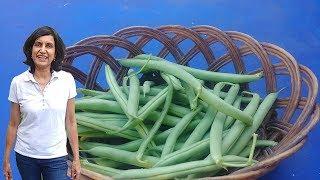 Growing beans with actual results