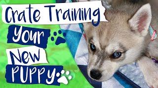 Alaskan Klee Kai - How to Crate Train Your Puppy