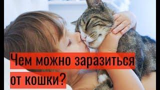 Чем можно заразиться от кошки?