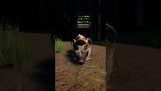 Red River Hog Digging Animation | Tropical Pack | Planet Zoo