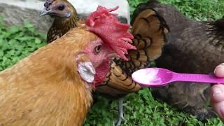 chickens love yogurt