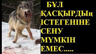 ШҰНАҚ ҚАСҚЫР  БІР ҮЙІРІН ЕРТІП, ШАБУЫЛ ЖАСАМАҚ БОЛҒАН.