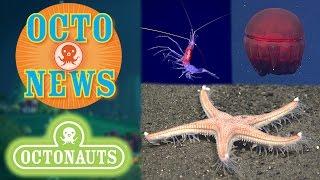 Octo-News | Octo-Glow | Deep Sea NOAA Footage!