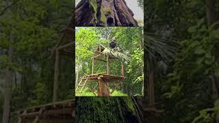 Build wooden house on tree #bushcraft #shelter #building #primitive #woodworking #diy #design #viral