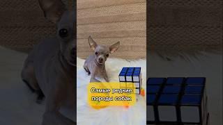 Самые редкие породы собак