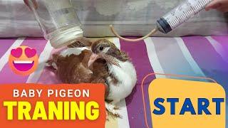 Baby Pigeon Training Start ! | Abdul Hadi Vlogs