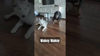 How I feel on Mondays and even entire week #husky #huskydog #huskyowner #huskylove #huskylife #funny