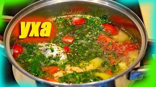 Уха. Как приготовить очень вкусную уху дома. Обалденно вкусный рецепт!