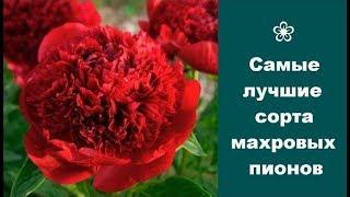  Самые лучшие сорта махровых пионов