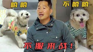 訓犬師要和小狗單挑，對方卻一秒化身慫狗，眼神比大學生還清澈