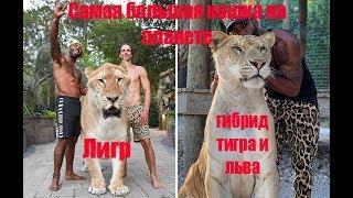 Самая большая кошка в мире, ЛИГР Тигр+Лев