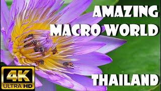 4K - AMAZING MACRO WORLD/THAILAND - УДИВИТЕЛЬНЫЙ МАКРО МИР ТАИЛАНДА