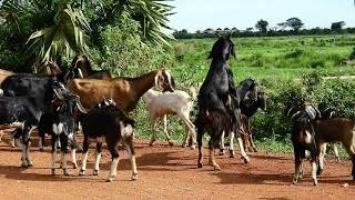 O.M.G! Best Big goat Crossing small goat until success breading